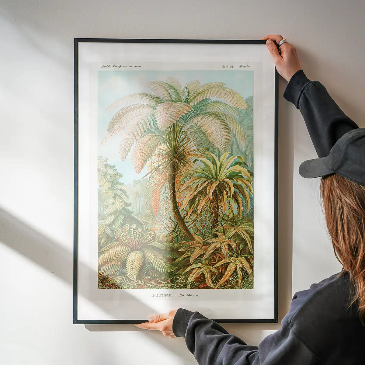 Ferns Illustration Vintage Print