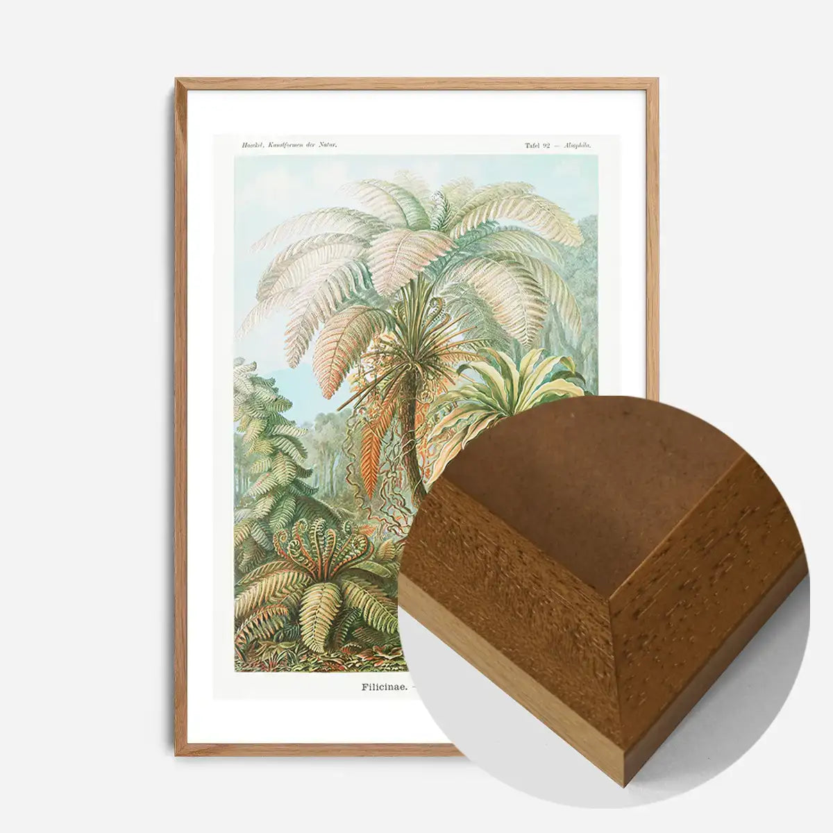 Ferns Illustration Vintage Print