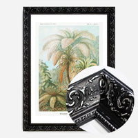 Ferns Illustration Vintage Print