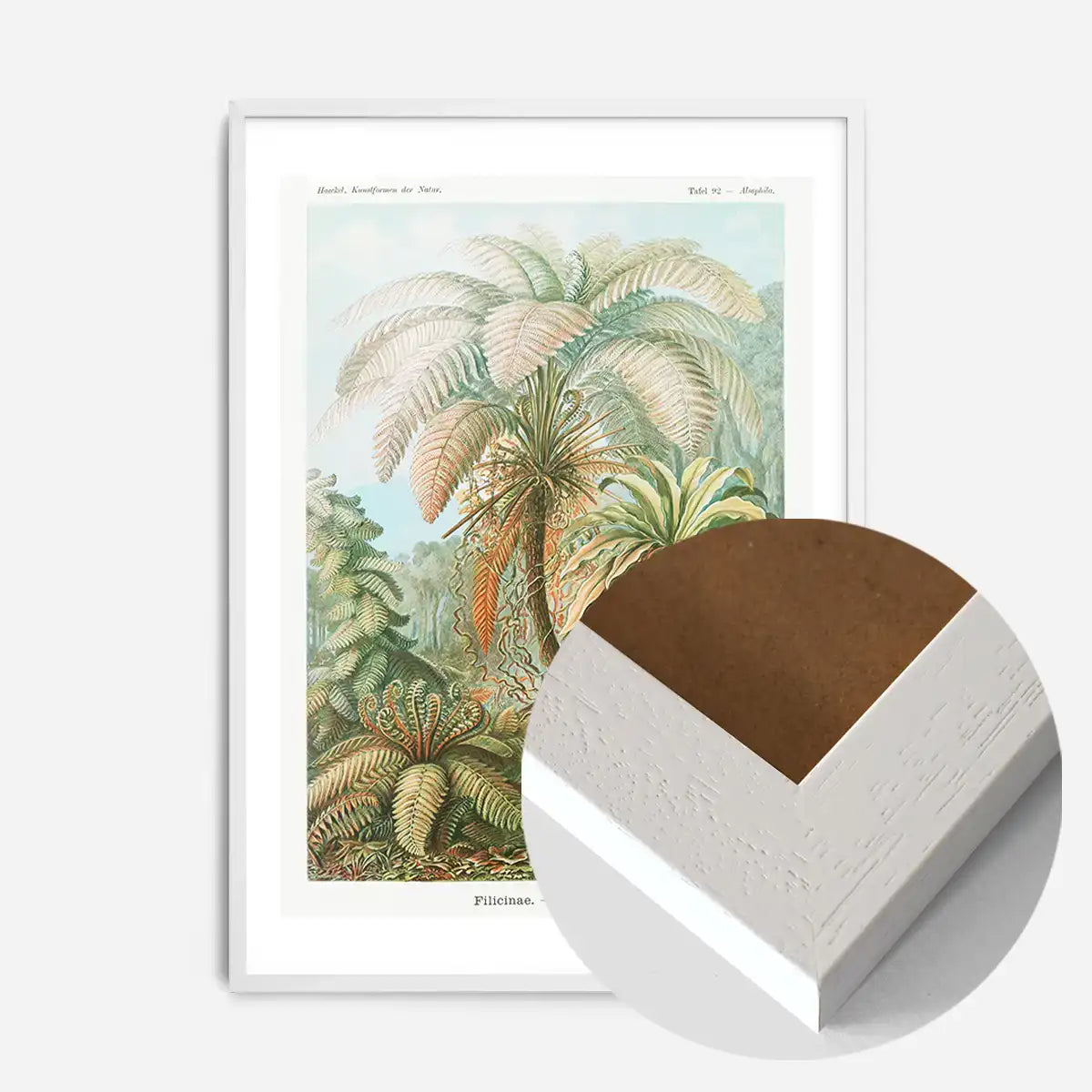 Ferns Illustration Vintage Print