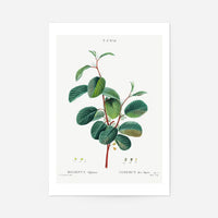 Alpine Buckthorn Vintage Antique Print