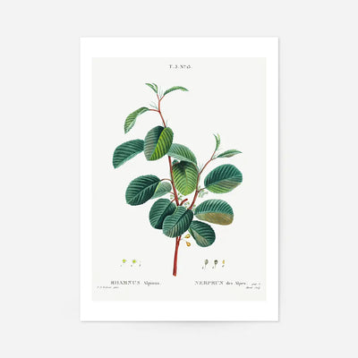 Alpine Buckthorn Vintage Antique Print
