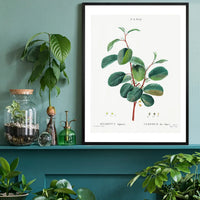 Alpine Buckthorn Vintage Antique Print