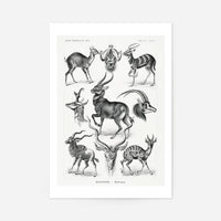 Antelope Vintage Antique Print