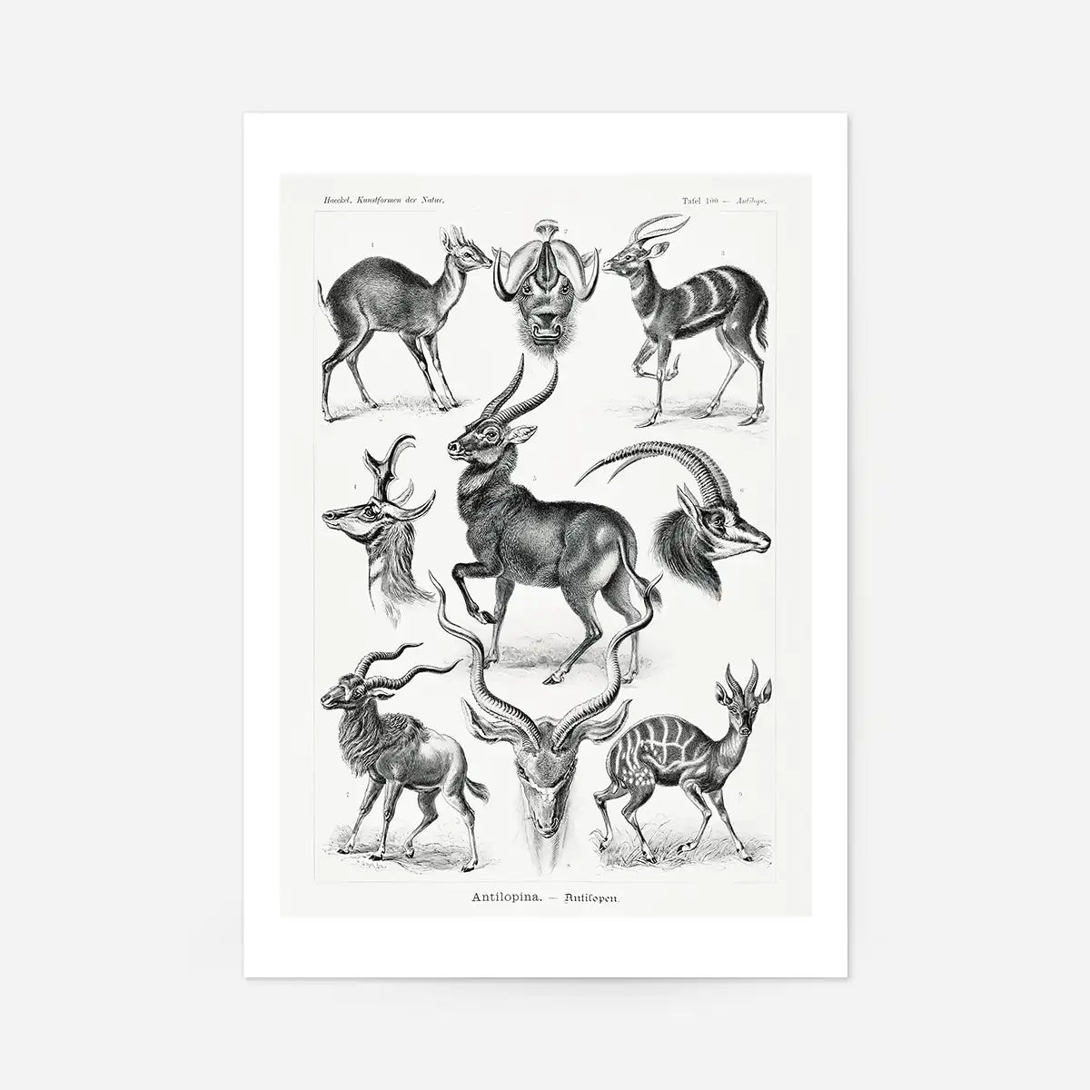 Antelope Vintage Antique Print