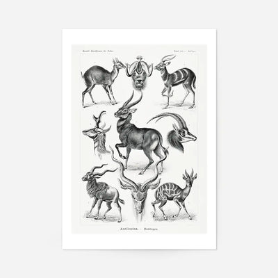 Antelope Vintage Antique Print