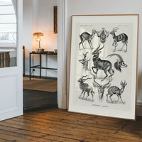 Antelope Vintage Antique Print