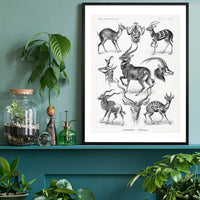 Antelope Vintage Antique Print