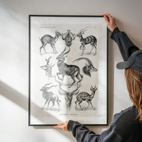 Antelope Vintage Antique Print