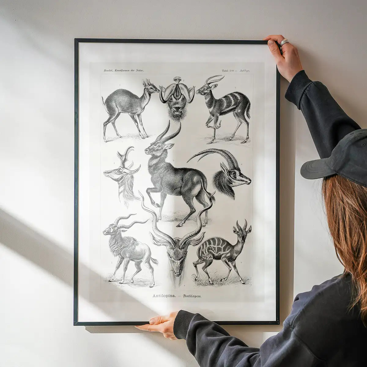 Antelope Vintage Antique Print