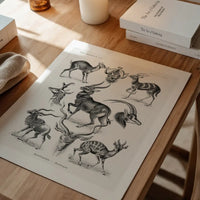 Antelope Vintage Antique Print