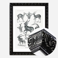 Antelope Vintage Antique Print