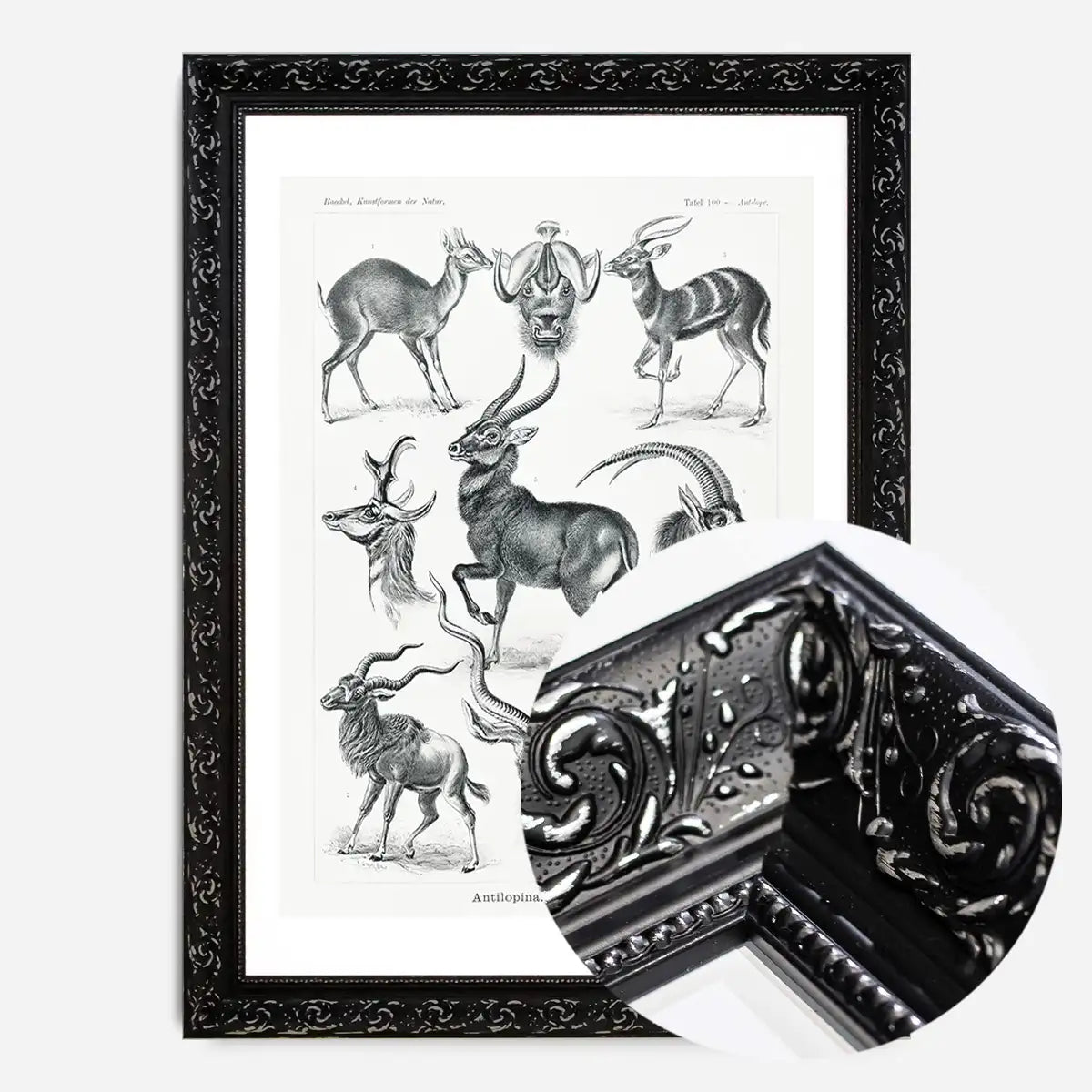Antelope Vintage Antique Print
