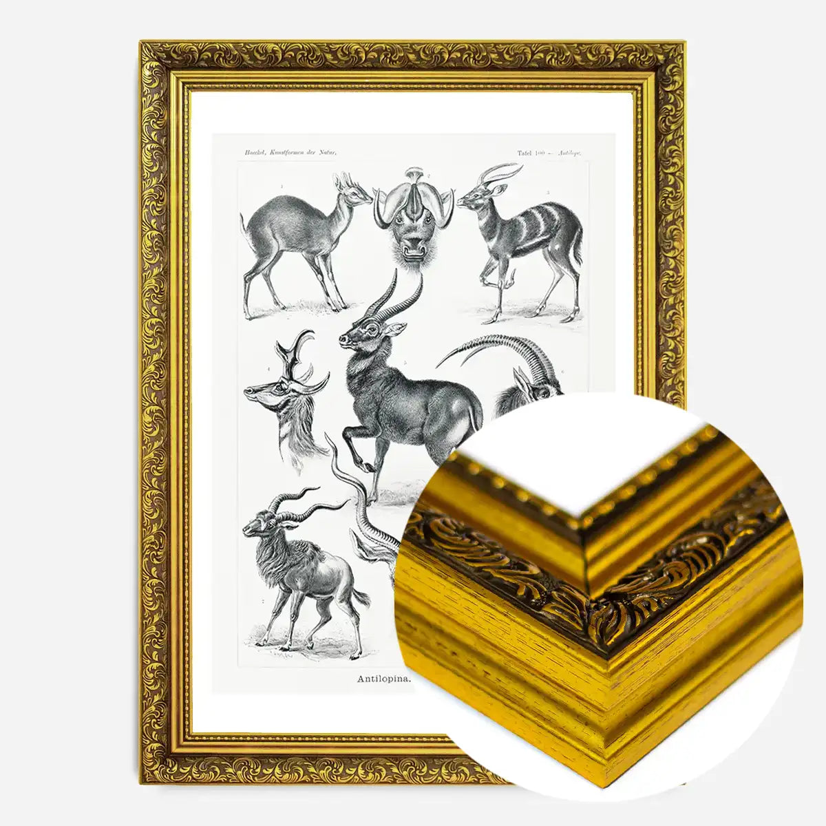 Antelope Vintage Antique Print