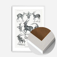 Antelope Vintage Antique Print
