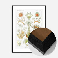 Acquatic Invertebrates Illustration Print
