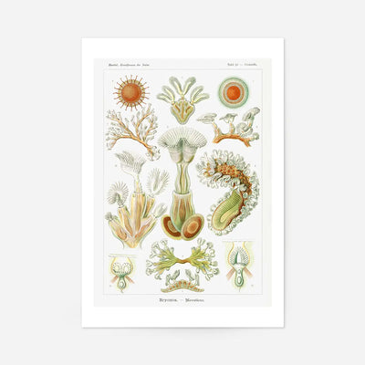 Acquatic Invertebrates Illustration Print