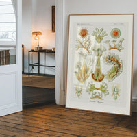 Acquatic Invertebrates Illustration Print