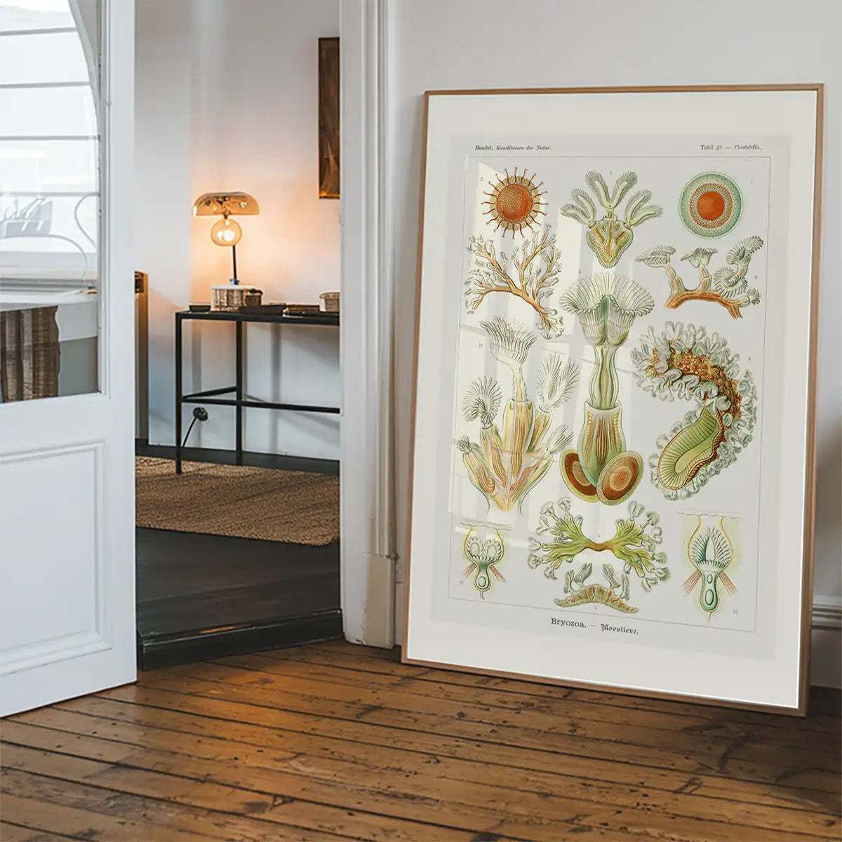 Acquatic Invertebrates Illustration Print