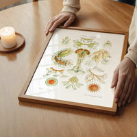Acquatic Invertebrates Illustration Print