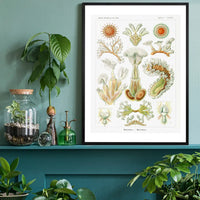Acquatic Invertebrates Illustration Print