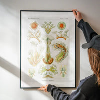 Acquatic Invertebrates Illustration Print