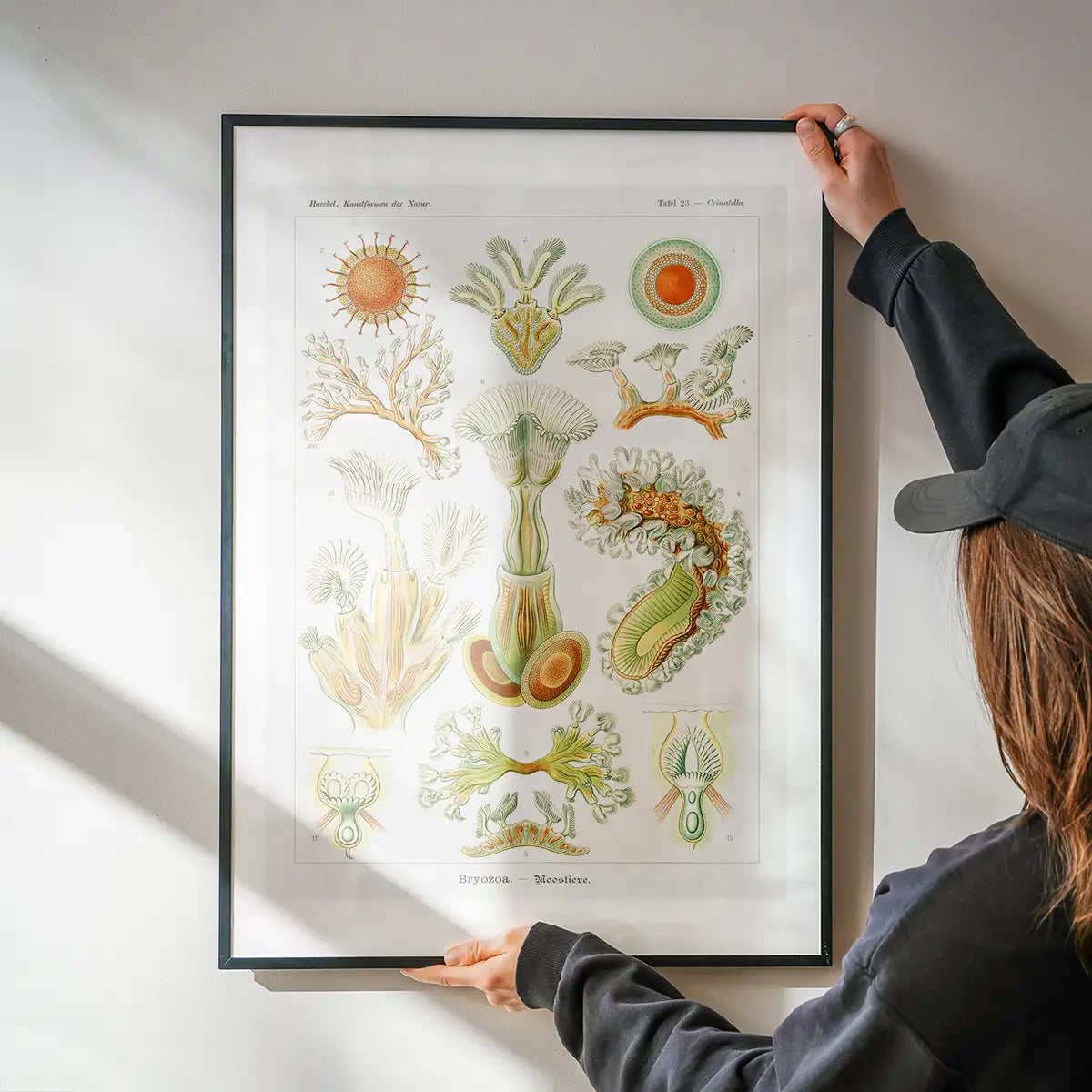 Acquatic Invertebrates Illustration Print