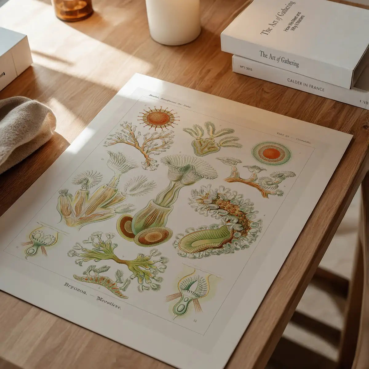 Acquatic Invertebrates Illustration Print