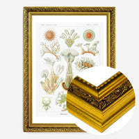 Acquatic Invertebrates Illustration Print