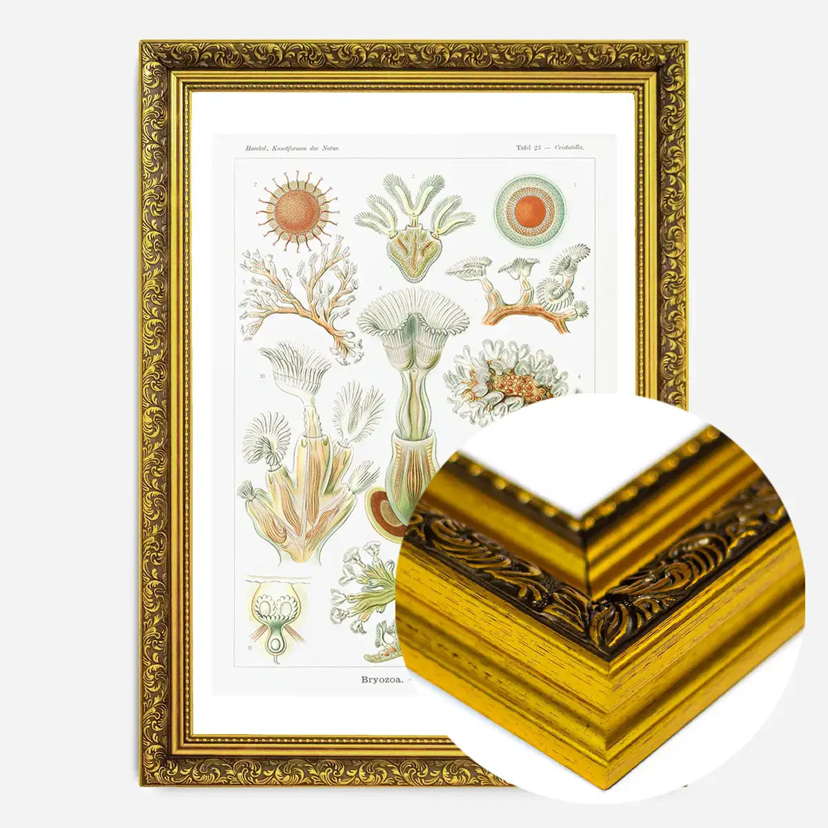 Acquatic Invertebrates Illustration Print