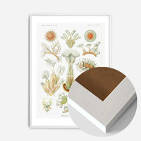 Acquatic Invertebrates Illustration Print
