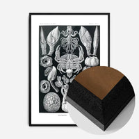 Barnacles Vintage Illustration Print