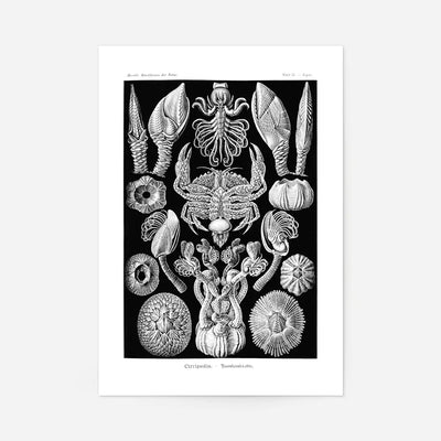 Barnacles Vintage Illustration Print