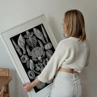 Barnacles Vintage Illustration Print