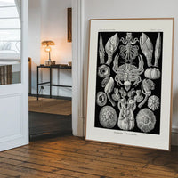 Barnacles Vintage Illustration Print