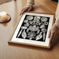 Barnacles Vintage Illustration Print
