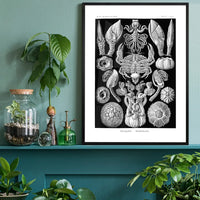 Barnacles Vintage Illustration Print