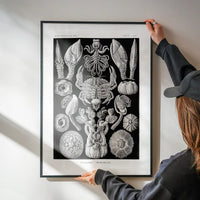 Barnacles Vintage Illustration Print