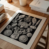 Barnacles Vintage Illustration Print