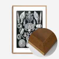 Barnacles Vintage Illustration Print