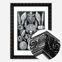 Barnacles Vintage Illustration Print