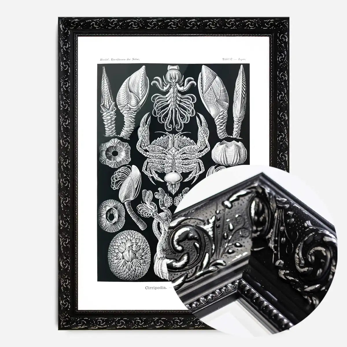 Barnacles Vintage Illustration Print