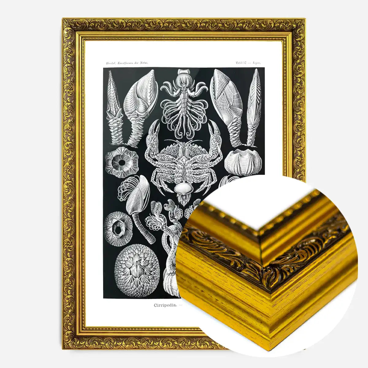 Barnacles Vintage Illustration Print