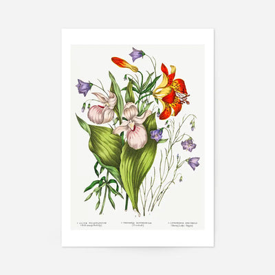 Canadian Wild Flowers Antique Illustration Print