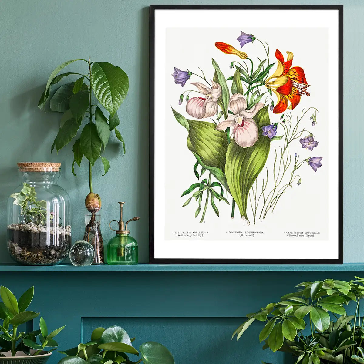 Canadian Wild Flowers Antique Illustration Print