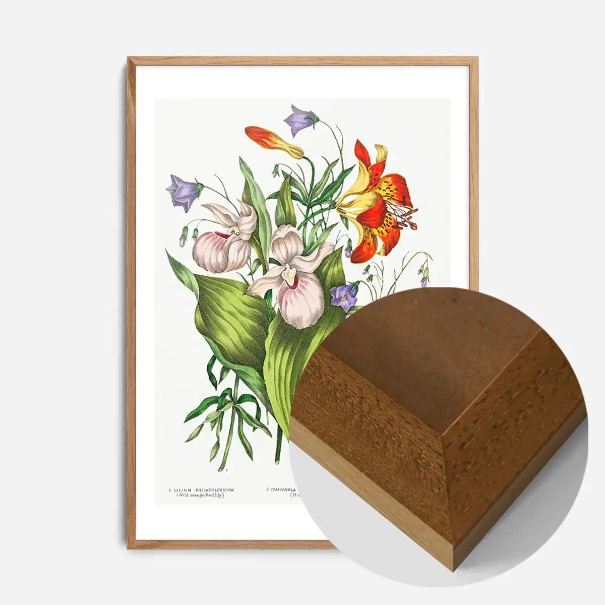 Canadian Wild Flowers Antique Illustration Print