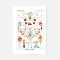 Copopod Crustaceans Illustration Print