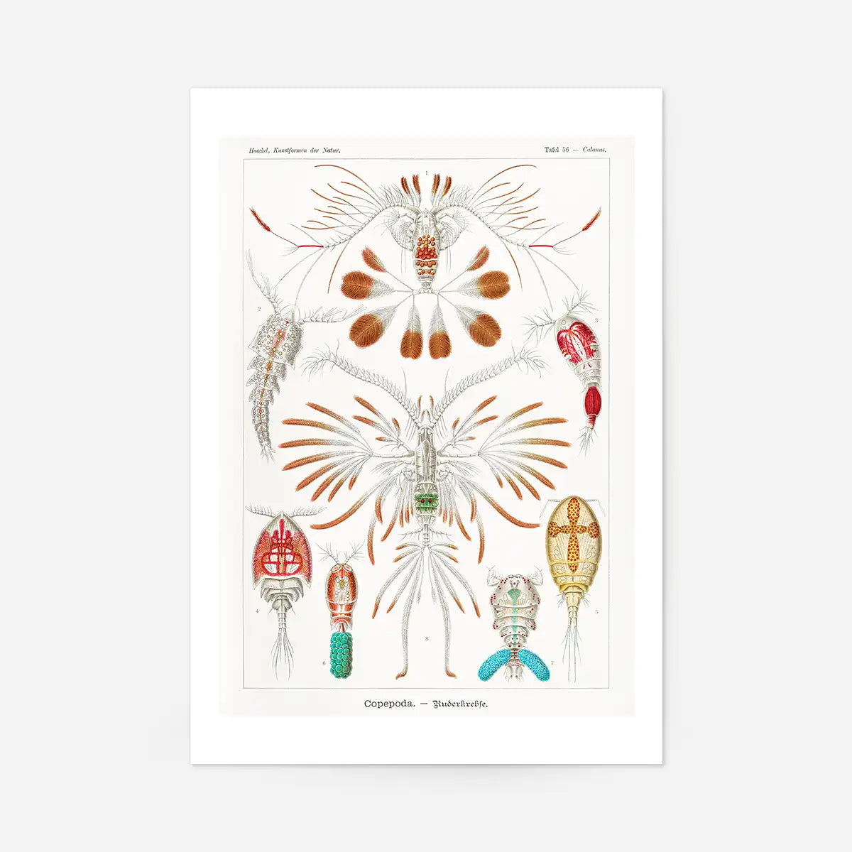 Copopod Crustaceans Illustration Print