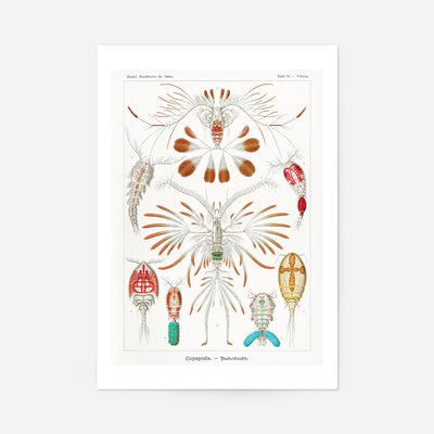 Copopod Crustaceans Illustration Print