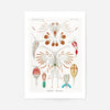 Copopod Crustaceans Illustration Print